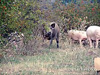 Свиньи атакуют 2006