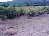 Свиньи атакуют 2006