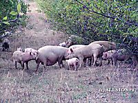 Свиньи атакуют 2006