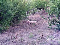 Свиньи атакуют 2006