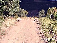 Свиньи атакуют 2006