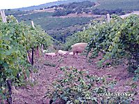 Свиньи атакуют 2006