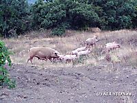 Свиньи атакуют 2006