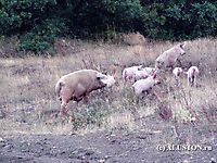 Свиньи атакуют 2006